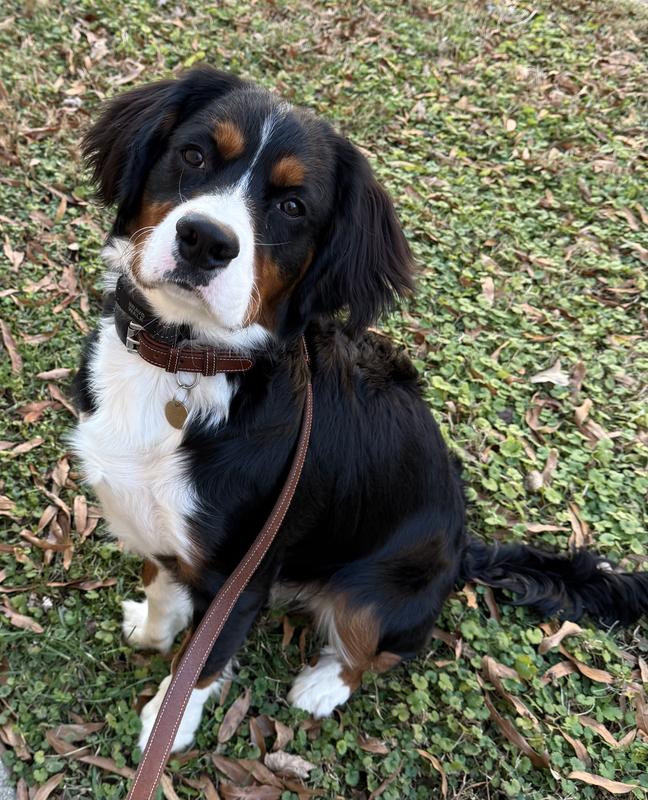 Shakey with his BravoWalk