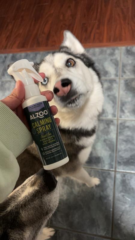 The dog with groomer anxiety