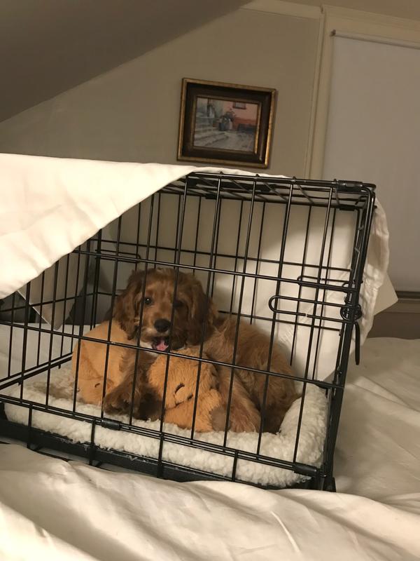 Brown and White Snuggle Puppy