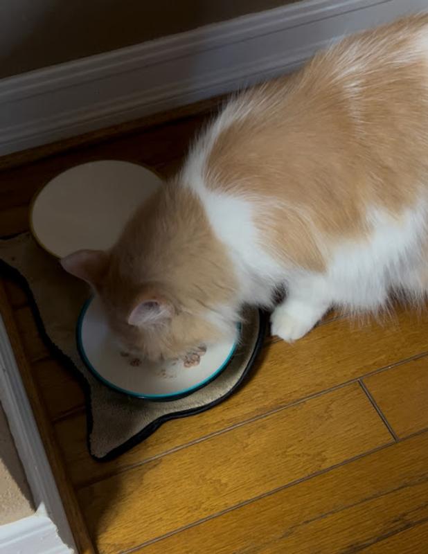 Ollie devouring this food