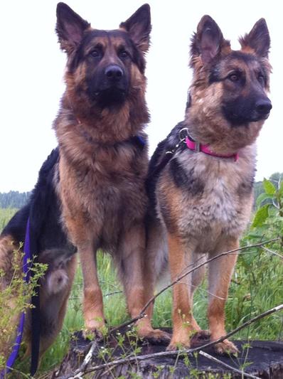 Kamahi and Tosca, full brother and sister, and both were/are fed Solid Gold!