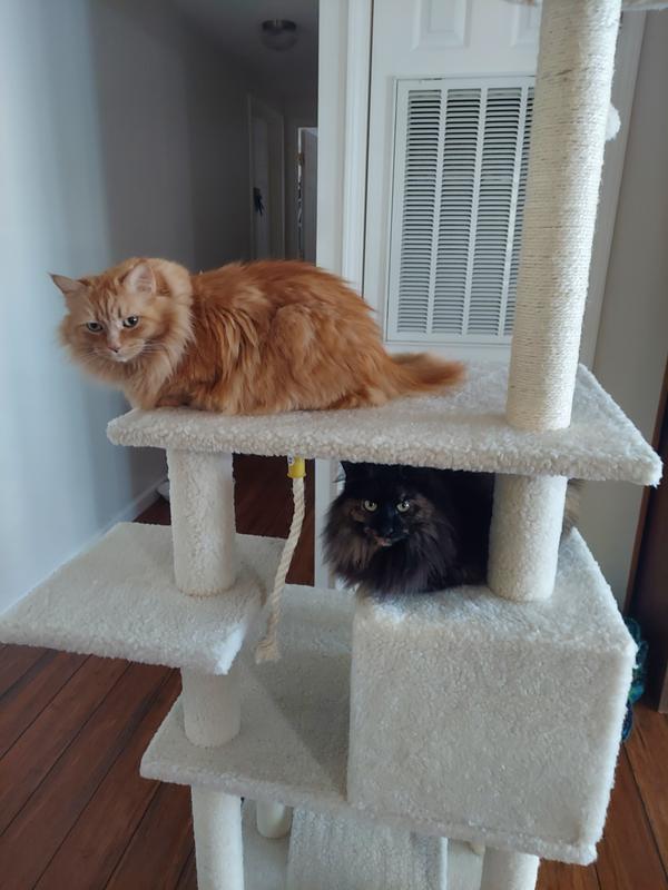 If you have big cats, this condo is the one!