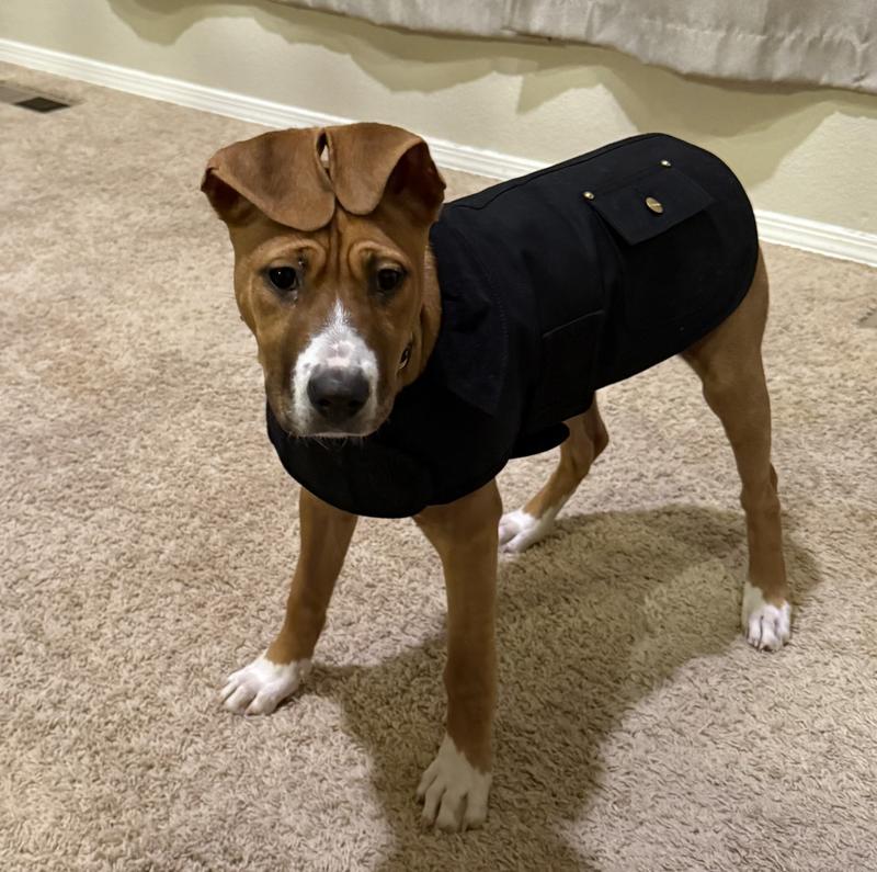 Carhartt Black Chore Coat for Dogs, Small | Petco