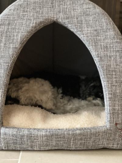 20 lb poodle with room to spare