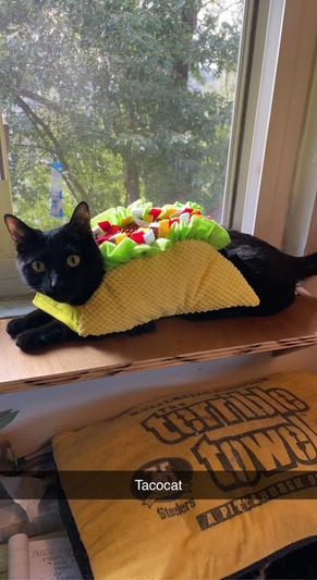 burrito cat costume