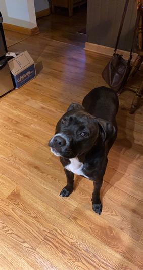 Waiting for his “treat” in the morning