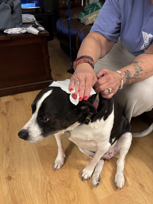 Minnie rubs her head a lot, but the wipes have lessened that.