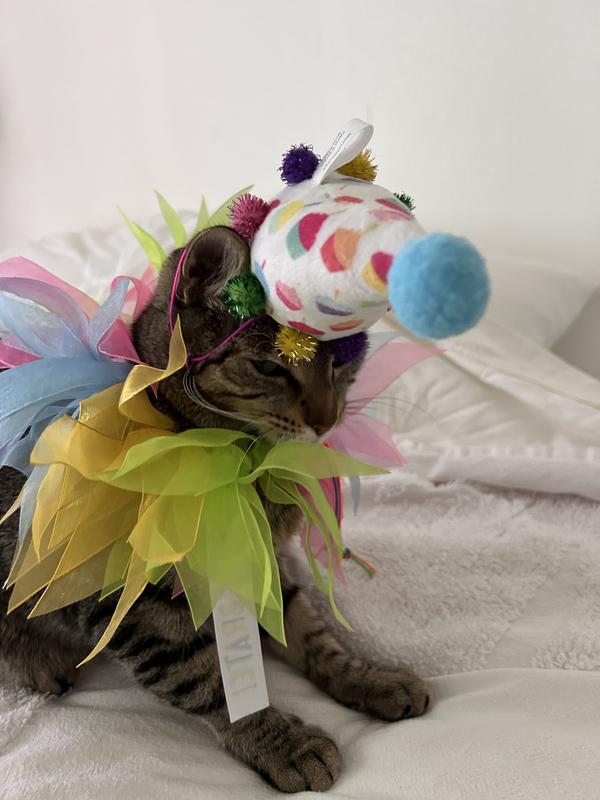 Cat Wig Hat - Adjustable Curly Hair Costume Hat For Cats & Small Dogs, Halloween & Party Dress-Up - View #5