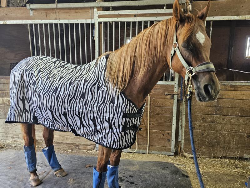 Spanish Arabian Bailar