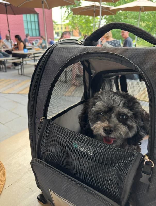 Dog in carrier on patio @ restaurant