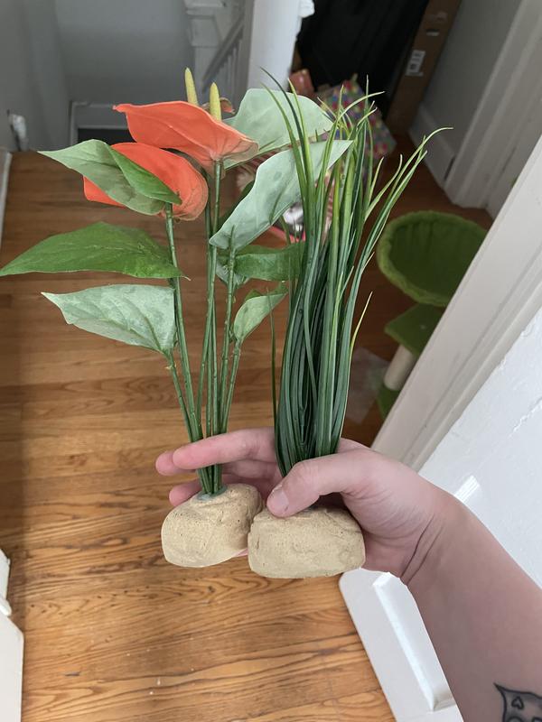 right plant - got another plant too.