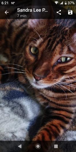 Pharoah - Toyger Breed
