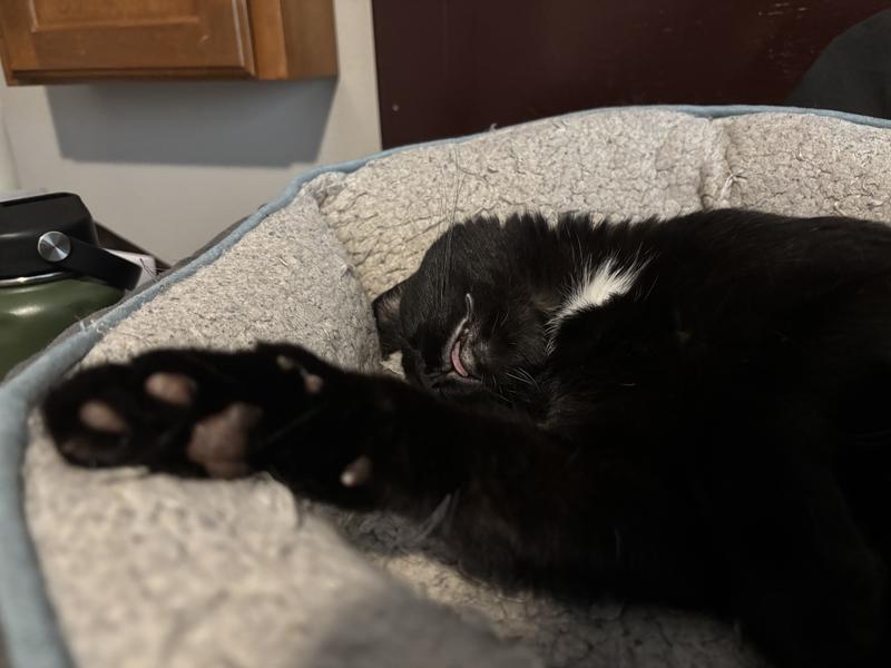 A recent photo, in 2025. Sheep Mommy has been well-loved.