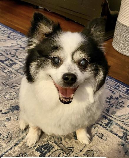Orie, the spry 15 yr old Pom mix