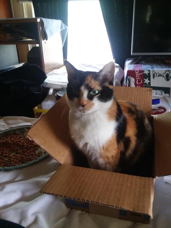 My girl Nova , the. Boxes even get use after I empty them out