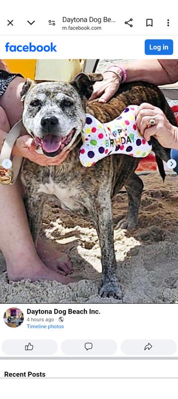 Biscuits beach birthday party