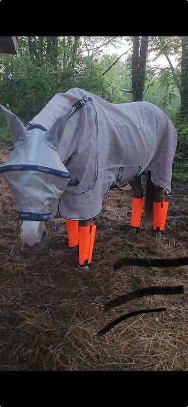Buddy in his shofly boots, Rambo fly sheet and Rambo fly mask.