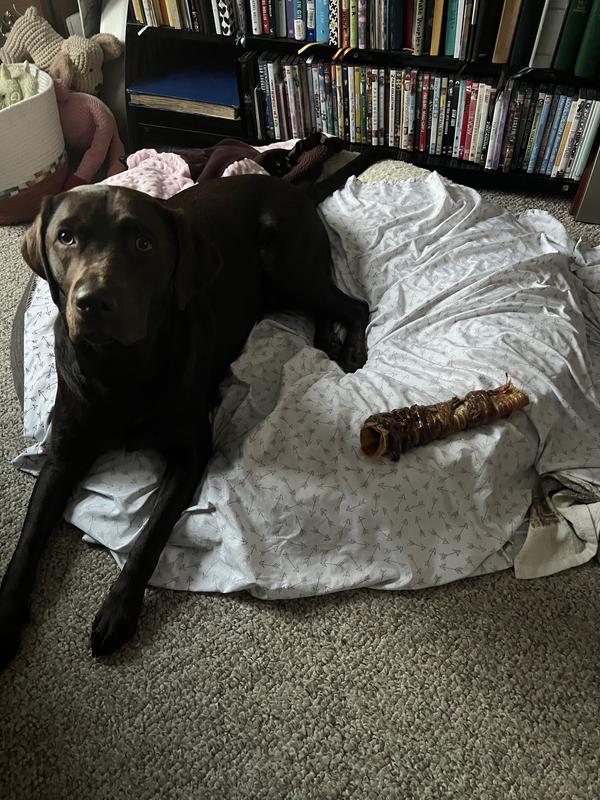 Never has a bone edible sat next to her and her not devoured.(