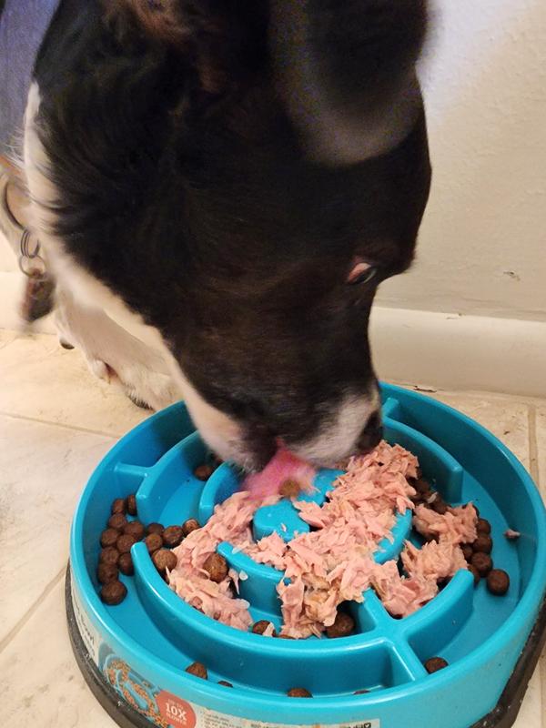 Our dog Sokka eating the food on top of his normal kibble