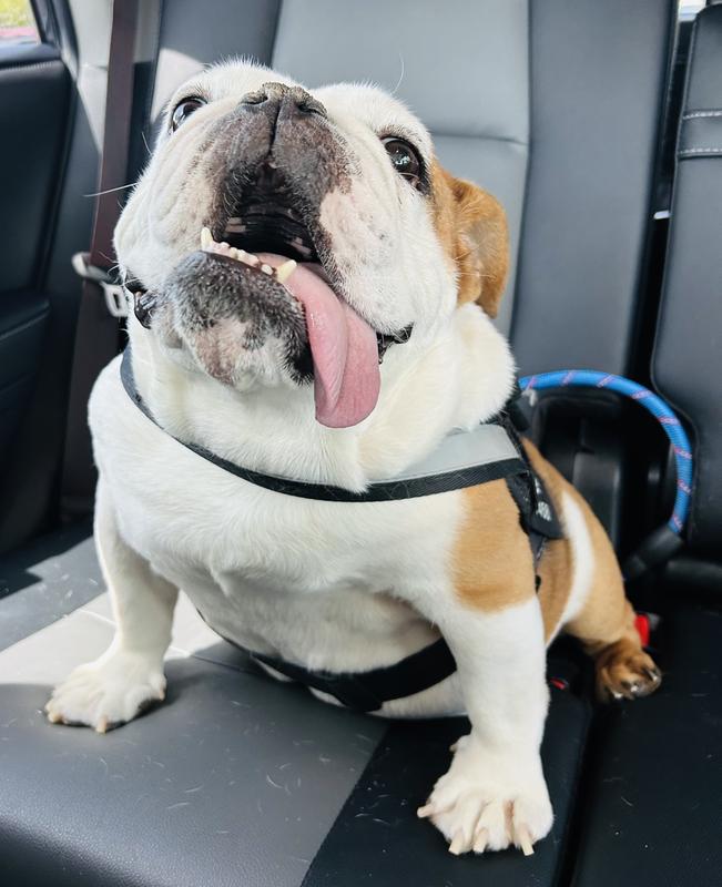 Loves car rides!