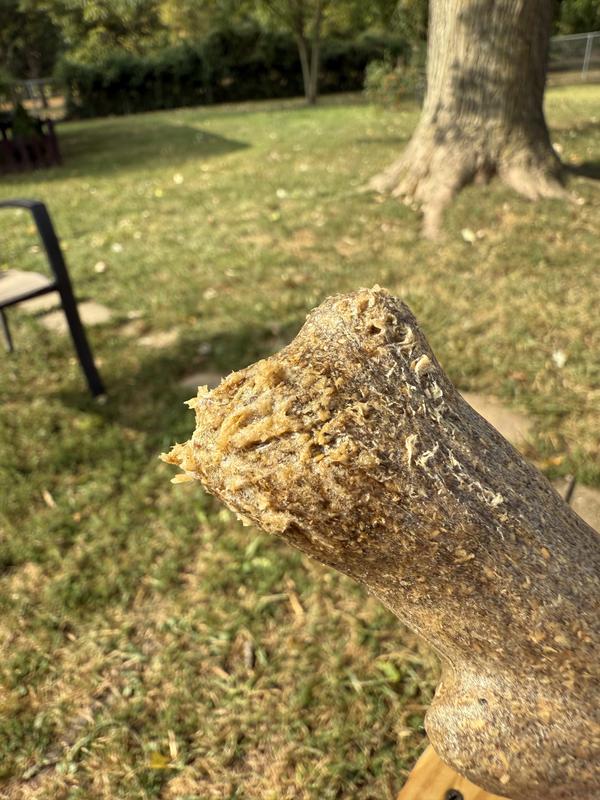 after one day of gnawing