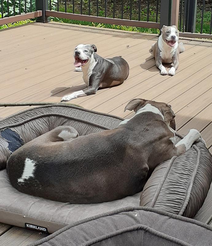 My Sun Worshippers. Lu Magoo just had amputation surgery...right front.leg and shoulder for oateosarcoma.