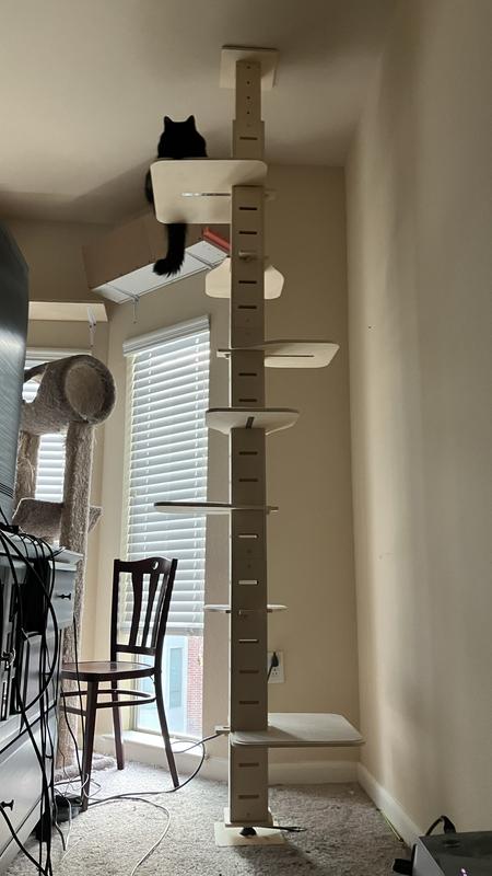 This is the best cat tree I ever bought!