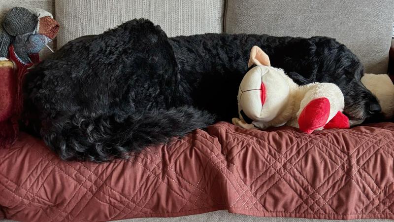 Lamb chop is her favorite