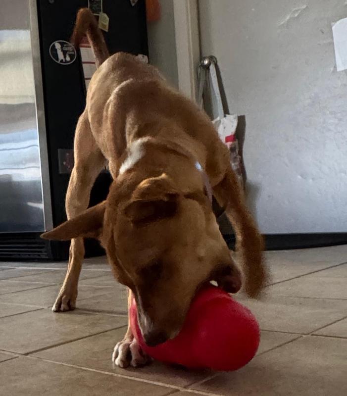 Large Kong dispenser; small dog; powerful jaw (that's the pitty in her!)