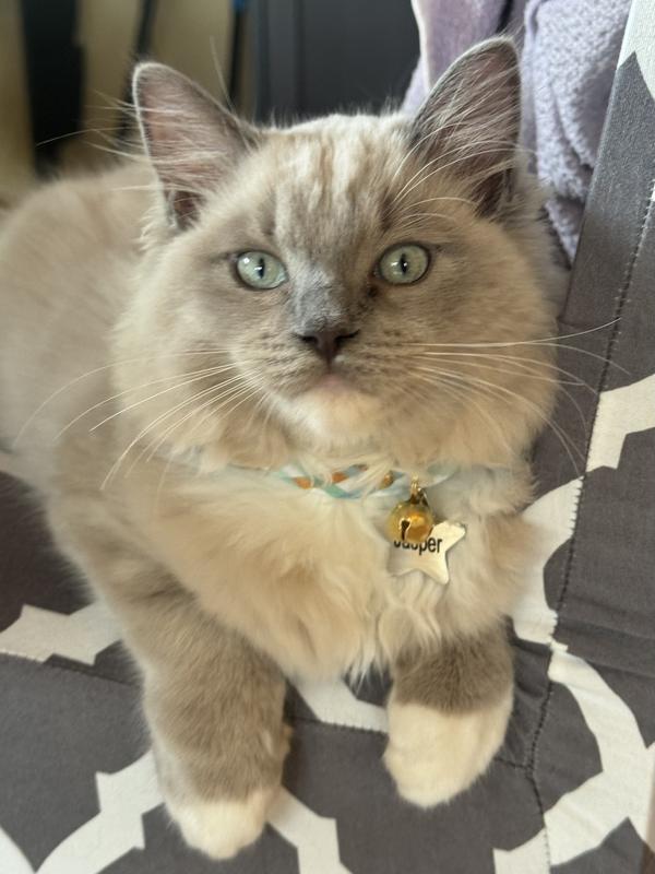 Hard to see well on our fluffy furball but it looks great!