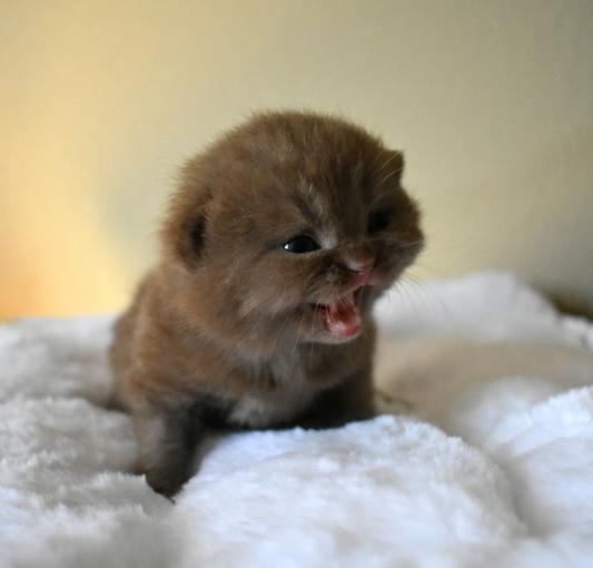 Where's my chicken, yellowfin tuna, duck Nulo Freestyle topper!