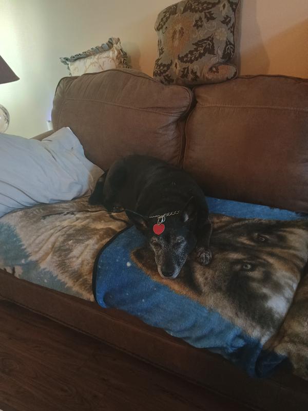 Molly chilling on the couch.