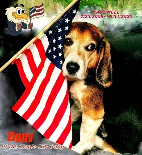 Ziggy  Farewell 7/23/2009~8/31/2020