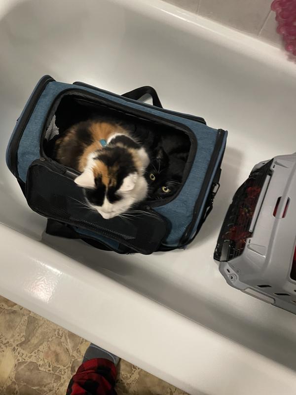 After 4 days of 12ish hour drives, they shared this cozy carrier