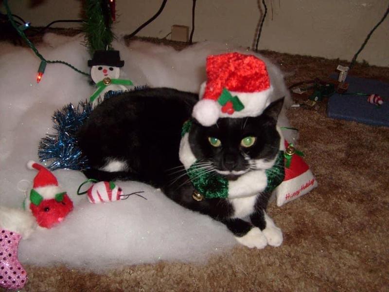 Buddie Rose Loves Christmas 🎅