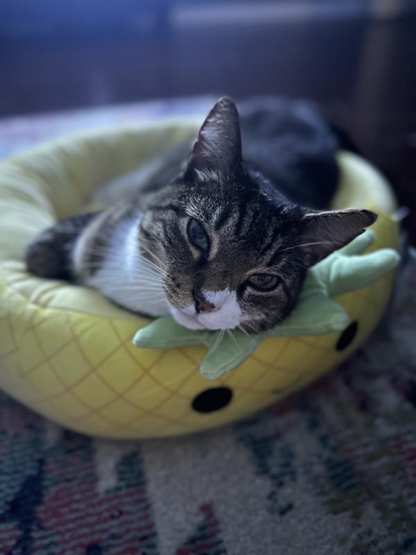 Squishmallow Pineapple Bed – The Fuzzy Paw