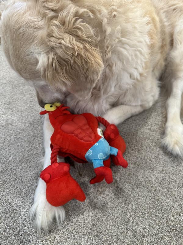 Maddie is the pack leader and MUST give everything a good sniff first!