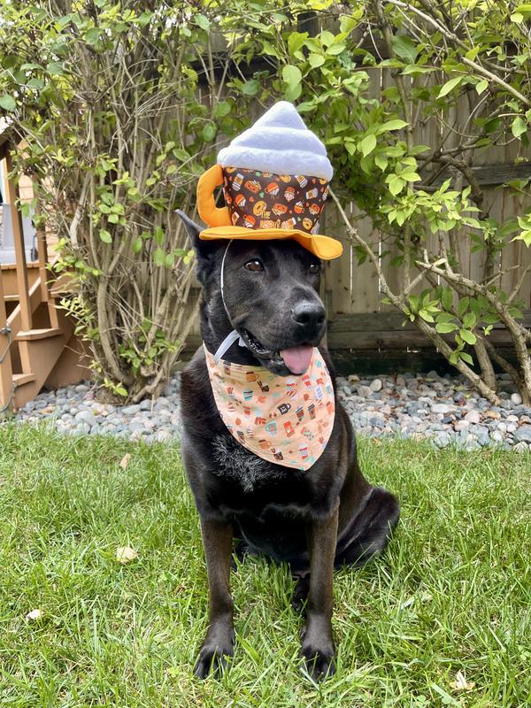 Ari is a German Shepherd & Chow Mix 70lbs