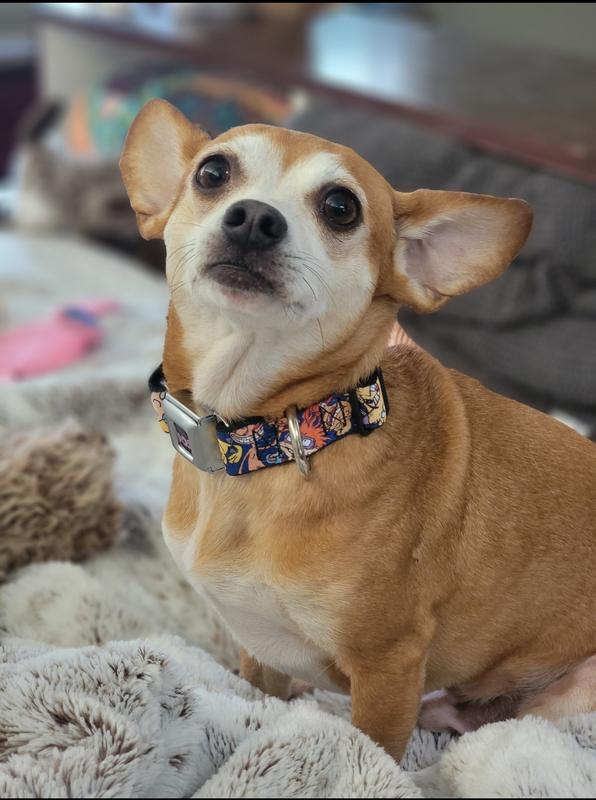 Teddy wearing his 90's necklace 😍