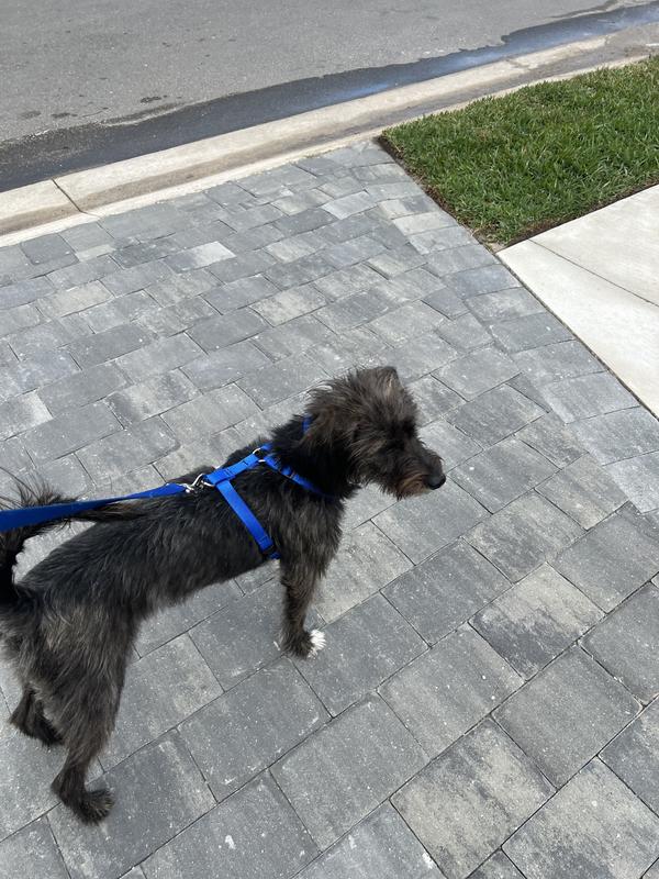 Perfect simple harness.