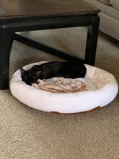 Fig loves her new bed!