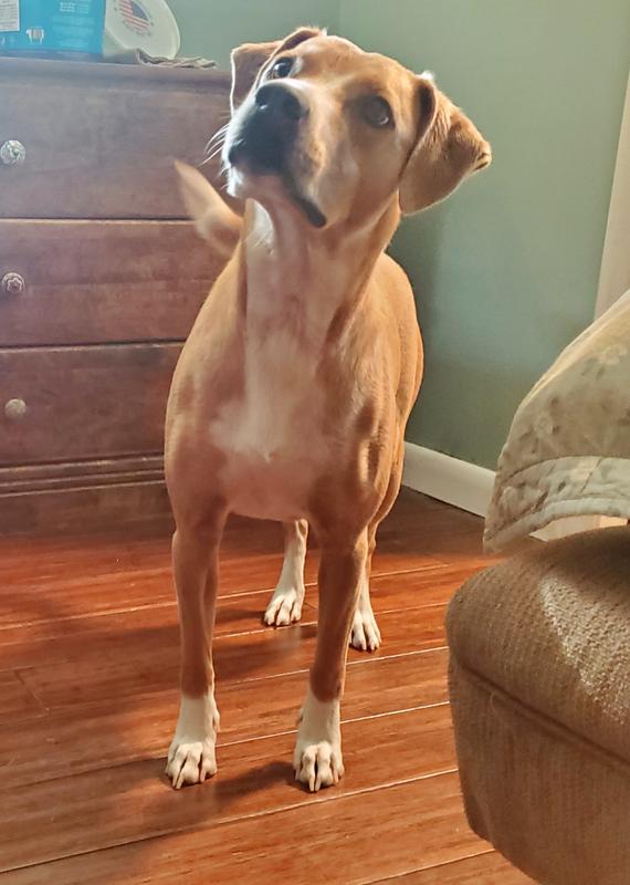 Teddy, Mountain Cur