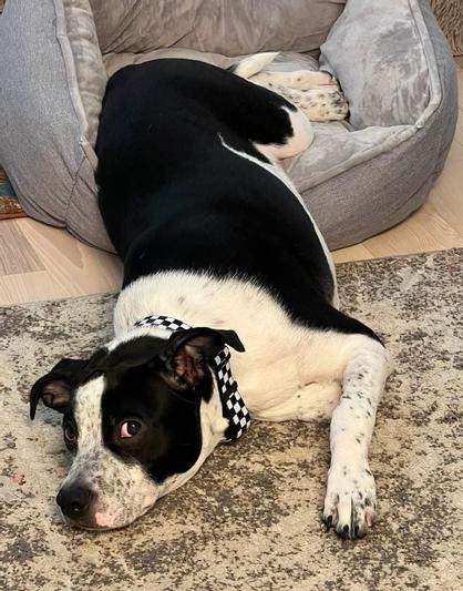 Buckle-Down Checker Dog Leash