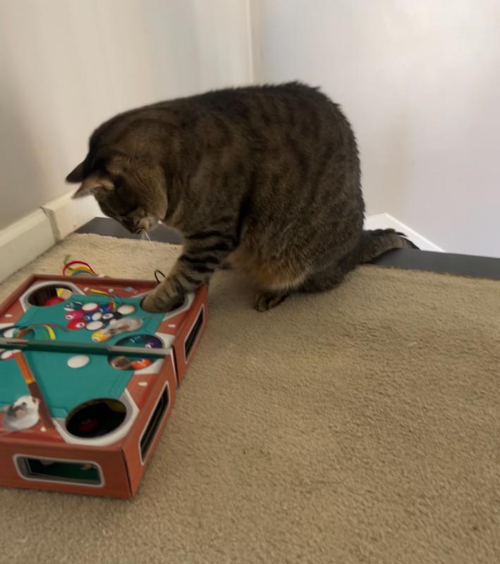 KONG Playground Pool Table Game & Puzzle Cat Toy with Catnip ...
