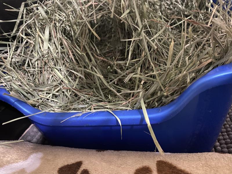This is my hay bucket. In the bottom is Aspen hay. So you see how dangerous it is for them if they jumped. It could poke their eye out (not a hay poke it would be worse)