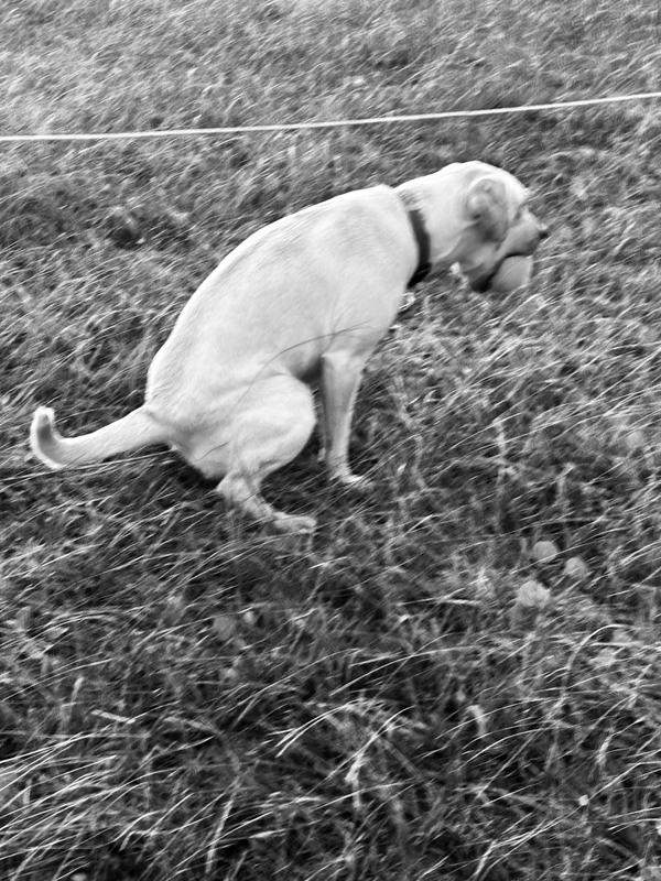 Sadie had to go number one but was keeping the ball from me.