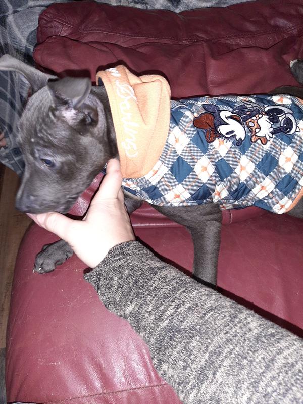 Nugget in her pretty coat