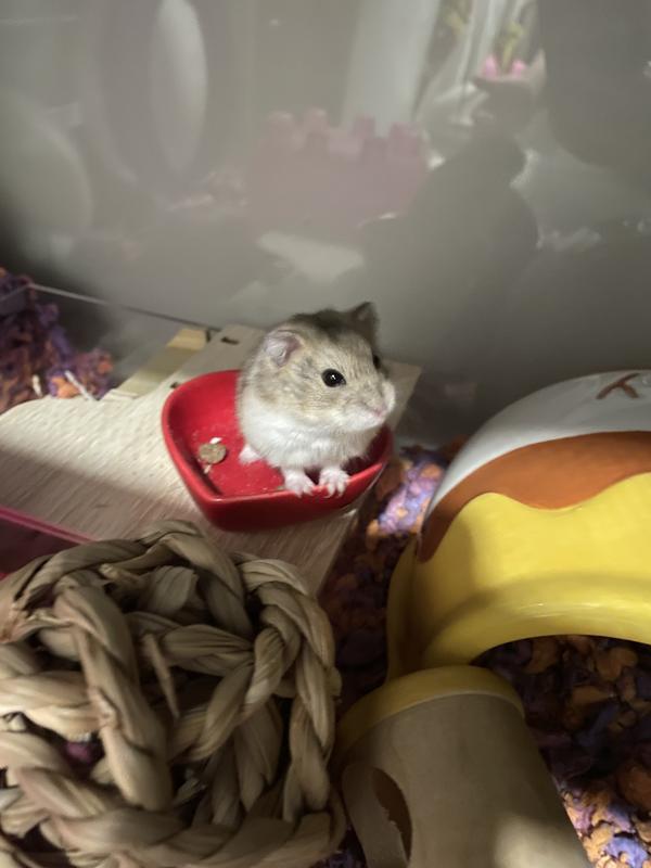 Empty bowl and looking for more