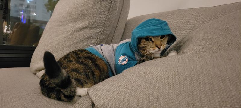 Dolphins cat sweater