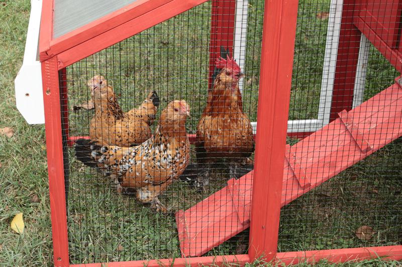 Mille Fleur Bantam full grown chickens